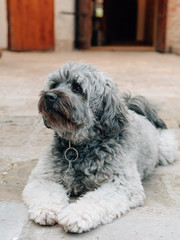 Cute fluffy dog portrait outdoor