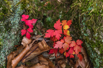 Towada Hachimantai National Park in early autumn