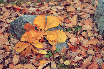 autumn leaves on ground