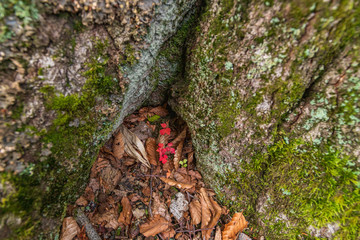Towada Hachimantai National Park in early autumn