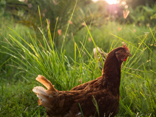 Chicken in the evening before sunset