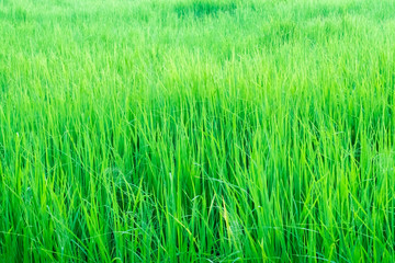 Rice field green grass for background.Rice Field in the Morning.