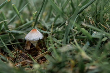 mushroom in grass