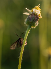 An insect caught a tree, it's named coat button flower