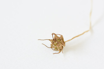 Close-up view of wither dorstenia cactus flower