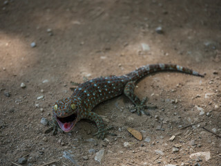 A shocked and scared face gecko