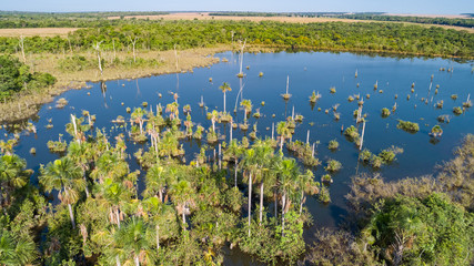 Aerial view of an Amazon lagoon with palms in and around, natural island in a agricultural area, environmental protection, San Jose do Rio Claro, Mato Grosso, Brazil