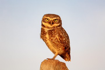 Close up  of a Burrowing Owl sitting in the evening light on a wooden post facing to camera against bright sky, San Jose do Rio Claro, Mato Grosso, Brazil
