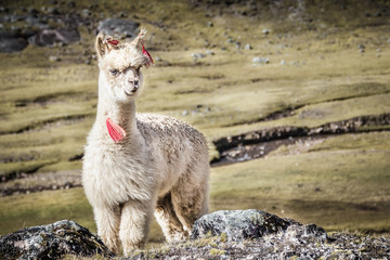 An Alpaca along the Inca Trail, Peru