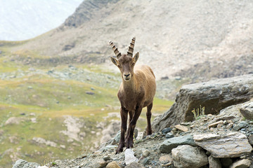 Wild ibex puppy in the italian Alps. Gran Paradiso National Park, Italy
