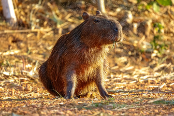Cute capybara sitting on ground in warm sunlight, looking to right, against natural background, San Jose do Rio Claro, Mato Grosso, Brazil