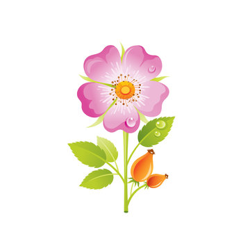 Wild rose flower, floral icon. Realistic rosa with berry cartoon cute flowers blossom symbol. Vector illustration for wedding, mother day greeting card, decoration design. Isolated on white background