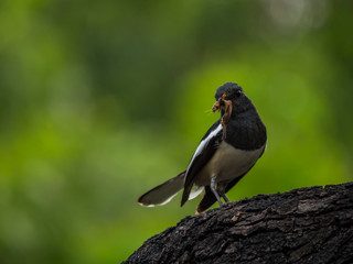 A bird (Oriental magpie-robin) hunt an insect