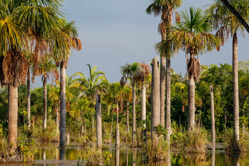 Beautiful Lagoa das Araras at sunset time with huge palm trees, Bom Jardim, Mato Grosso, Brazil