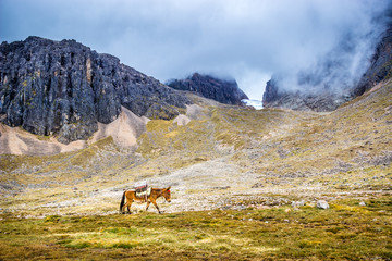 Andean Horse Walking along the Wakawasi Pass Summit, on the Inca Trail, Peru