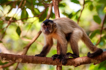 Hooded Capuchin sitting upright, on a branch against defocused leaves, looking to camera, partly in the sun, Lagoa das Araras, Bom Jardim, Mato Grosso, Brazil