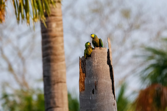 A couple of blue-and-yellow macaws sitting on top of a palm tree stump, looking at each other, Lagoa das Araras, Bom Jardim, Mato Grosso, Brazil