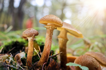 Harvest of mushrooms honey fungus (Armillaria mellea) - a family of edible mushrooms in the autumn forest.