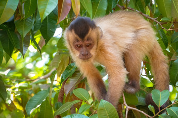 Hooded Capuchin in a tree with green leaves, looking down, Bom Jardim, Mato Grosso, Brazil