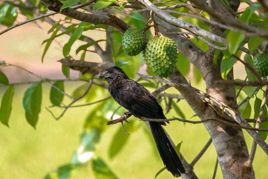 Smooth-billed Ani perching on a small branch of a tree with green leaves, Bom Jardim, Mato Grosso, Brazil