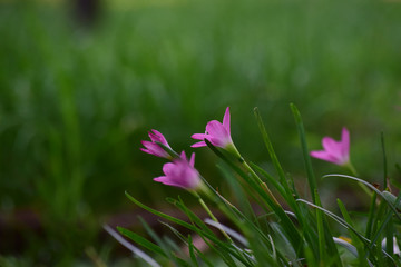 Pink flowers that bloom in the garden when looking fresh and beautiful