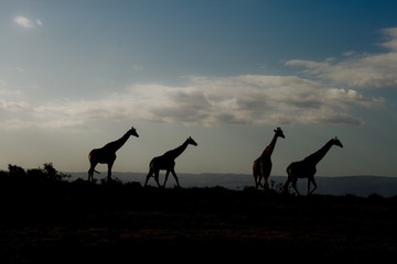 Silhouettes of giraffes in South Africa