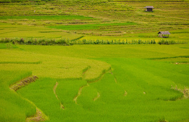 rice field in Vietnam