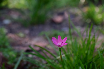 Pink flowers that bloom in the garden when looking fresh and beautiful