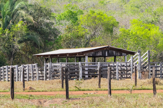 Cattle feeding station on pasture land with corral fences, green trees in the background, Bom Jardim, Mato Grosso, Brazil