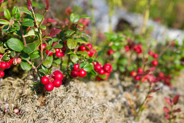 beautiful and ripe cowberries, cranberries, lingo berries bush on white moss with bokeh - colorful autumn wallpaper