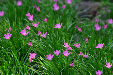Obraz premium Pink flowers that bloom in the garden when looking fresh and beautiful