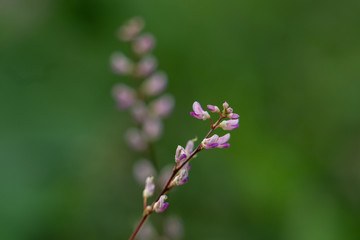 小さな花穂のヌスビトハギ