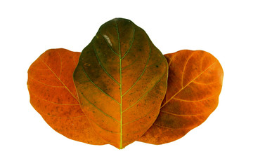 Jackfruit yellow leaf  on white background,Wilted leaves .