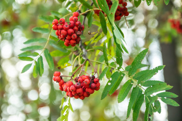 Bright rowan berries on a tree at autumn