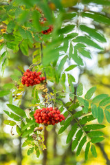 Bright rowan berries on a tree at autumn