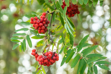 Bright rowan berries on a tree at autumn