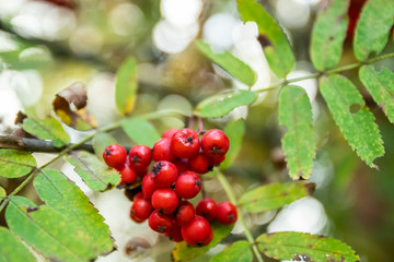 Bright rowan berries on a tree at autumn