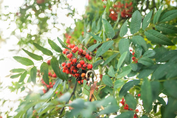 Obraz premium Bright rowan berries on a tree at autumn