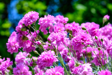 Background with fresh pink carnation flowers (Dianthus caryophyllus) and green leaves, side view