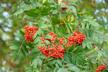 Bright rowan berries on a tree at autumn
