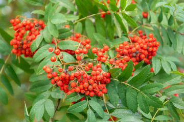 Bright rowan berries on a tree at autumn