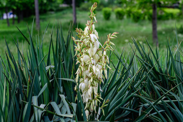 White flowers of Yucca filamentosa, commonly known as Adam’s needle and thread, with green leaves in a sunny summer garden