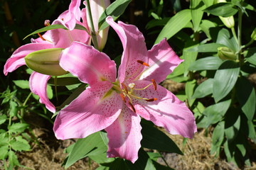  Lys Joséphine © Frederic.M