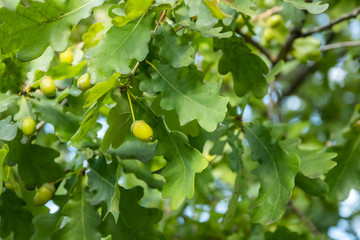 Green oak leaves and acorns at autumn