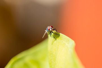 Fly with me