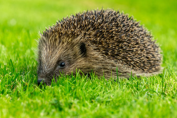 Wild, native, European hedgehog. Simple image of a single hedgehog facing left on green grass lawn.  Horizontal. Space for copy.