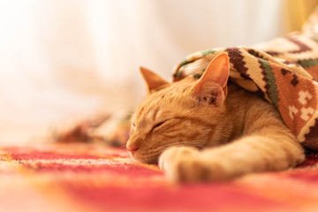 ちゃとら猫５ "redtabby cat 5" © Hatchi - camera