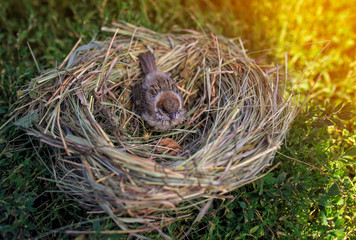portrait of a small frightened Sparrow chick sitting in a nest in a summer Sunny garden waiting parents