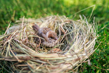 little Sparrow chick sits in nest in summer Sunny garden waiting for parents
