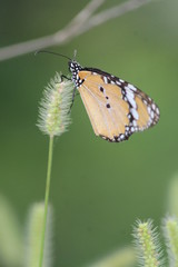 butterfly on leaf